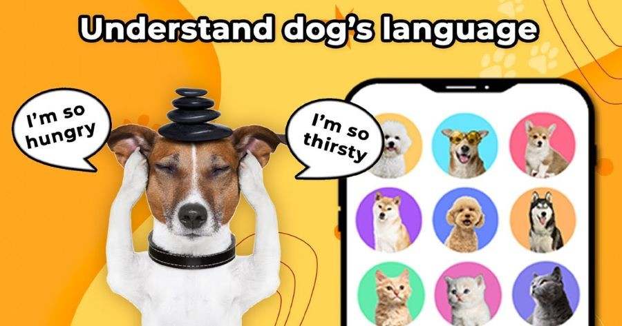 Can You Really Understand Your Petβs Words?